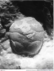 Historisches Foto von Pithonoton sp. (NHMW-AFW-GEO-BACHMAYER-FOTO-1990-0041-0755)
